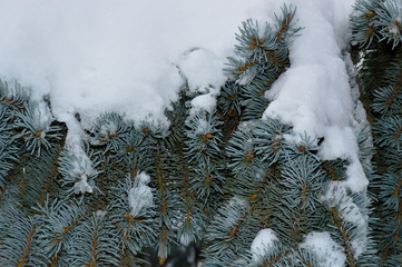 Beautiful spruce branch covered in snow