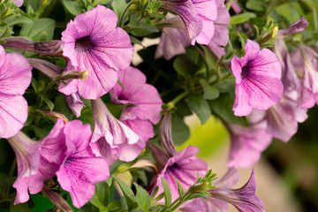 Petunia purple in pot is hanging in the shade beautifully.