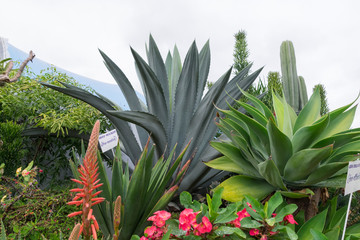 Obraz premium JARDIN FLORES PLANTAS ARVOLES