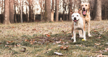 Two happy dog friends