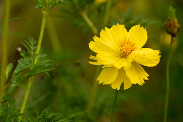 Cosmos sulphureus or mexican aster flower yellow Beautiful in the garden.