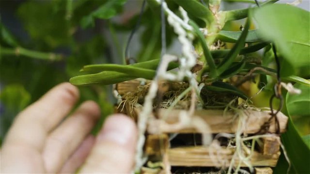 Monopodial is not a large epiphytic Orchid in the basket. From the point of view of the operator. Women's white hand . Real time, natural light, side view, close-up