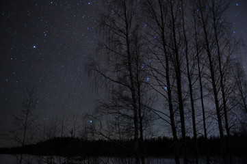 Night sky with stars behind birch trees