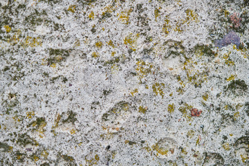 The texture of old cement white wall with moss, background