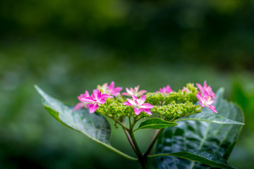 紫陽花