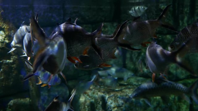 Close up beautiful fish  in the aquarium on decoration of aquatic plants background.