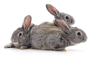 Three little rabbits.