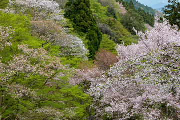 吉野桜