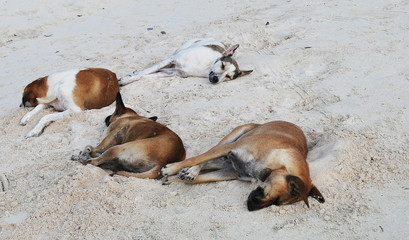 Four stray dogs sleeping  on the beach
