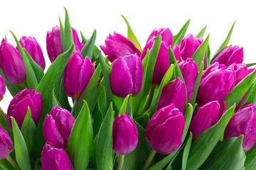 Dark violet fresh tulip flowers row isolated on white background