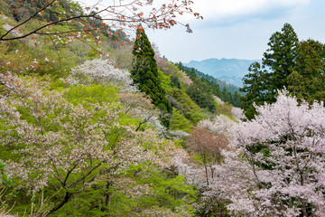 吉野桜