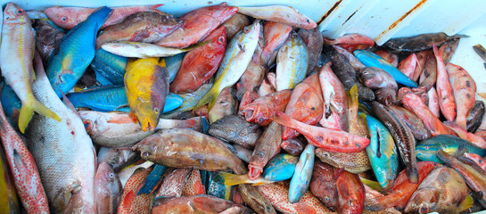 Tropical sea fishes on market