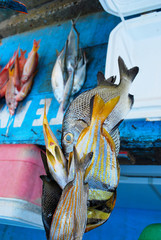 Tropical sea fishes on market