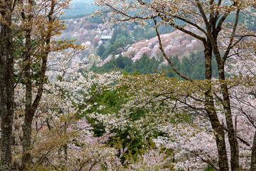 吉野桜