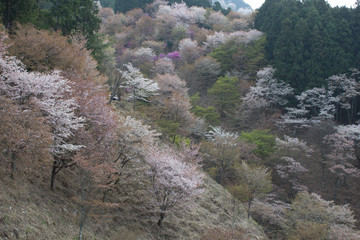 吉野桜