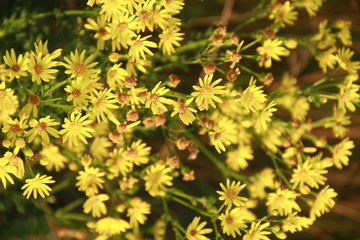 Yellow Senico jacobaea blossoming in garden. Jacobaea vulgaris blooming in field