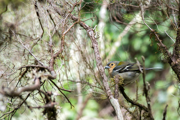 Fringilla coelebs maderensis small cheeky bird, colorful madeiran chaffinch