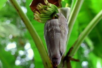 Picture of a banana tree flower