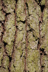 Baumrinde