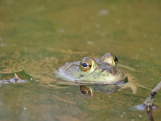 Frog