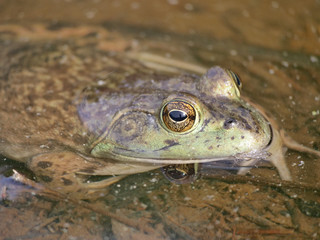 Frog