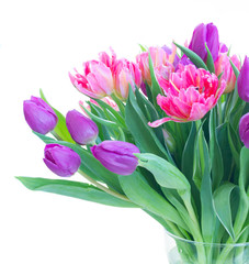 Pink and violet fresh tulip flowers bouquet isolated on white background