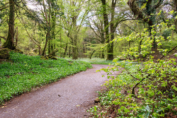 Path through the Woods in springtime in Killarney National Park, County Kerry, Ireland