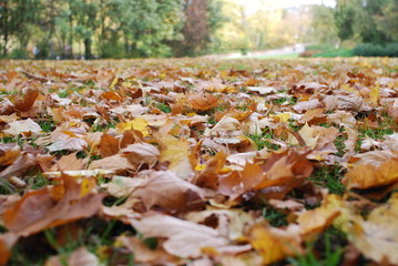 Herbstlaub