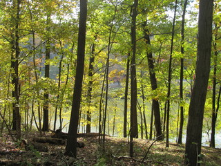 Obraz premium Autumn Trees at lake’s edge