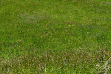 Green grass summer background. Grass texture.