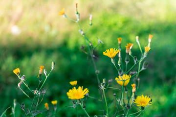 field of yellow wild flowers, Diagonal Mar park, Barcelona