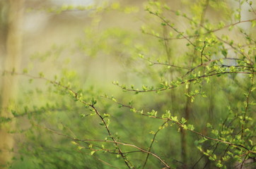 leaves in spring