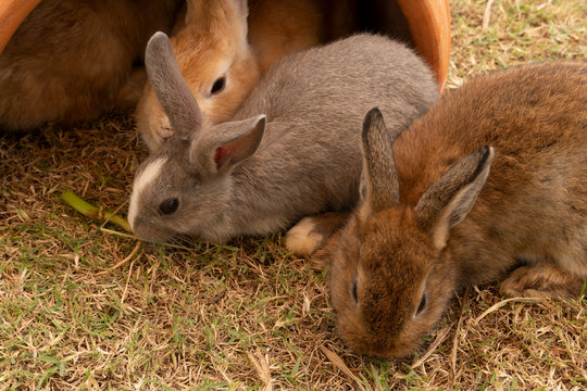 Small rabbit brown color eat Vegetable on the grass.