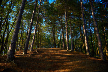 Sunny pine forest with path rising to the top of the hill