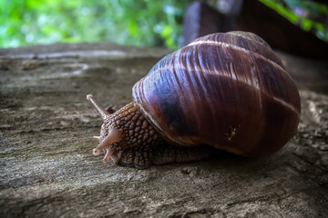 The snail climbs along the tree stump and carries an ant on its shell