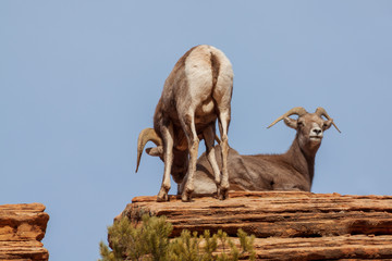 Desert Bighorn Sheep Ram and Ewe