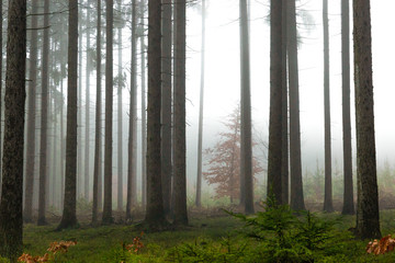 Naklejka premium Forest in fog, autumn in a forest of the Czech Republic.