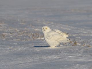Snowy Owl Male Sitting on Snow Field  in Winter, Portrait