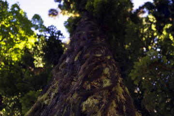 Moss and lichen on a tree trunk. Vertical long barrel. Bottom view. Shallow depth of field. Blur the background. Green leaves of the crown.