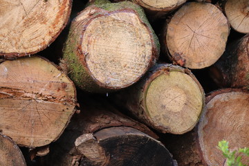 Fototapeta premium Holz