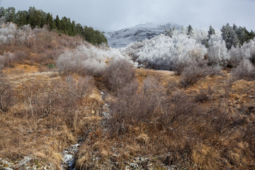 The first frost in the mountains.