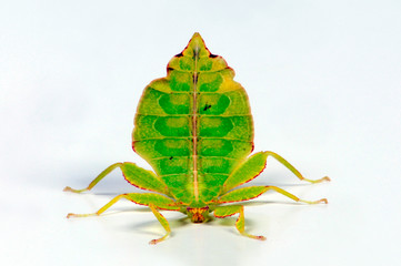 Wandelndes Blatt (Phyllium philippinicum) - leaf insect