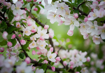 Flowering of the herbs field in late spring in the steppes of the Don in the evening at sunset. 