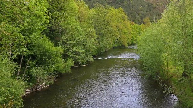 Beautiful green vegetation in a spring on the Sarthe River in France