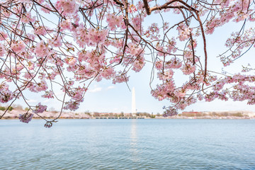 Tidal Basin lake pond, pink cherry blossom sakura flowers on branch, tree, trees in spring during festival framing, Washington Monument in DC, USA closeup, national mall