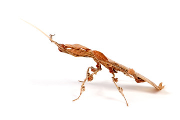 junge Geistermantis (Phyllocrania paradoxa) - ghost mantis