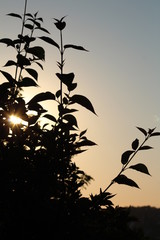 Sonnenuntergang im Saarland - Sonne scheint durch Strauch