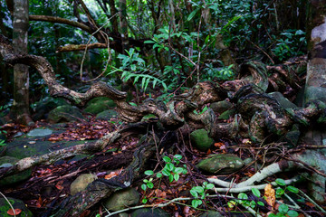西表島のジャングル