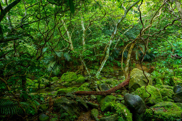 西表島のジャングル