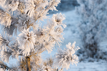 winter forest with trees covered snow